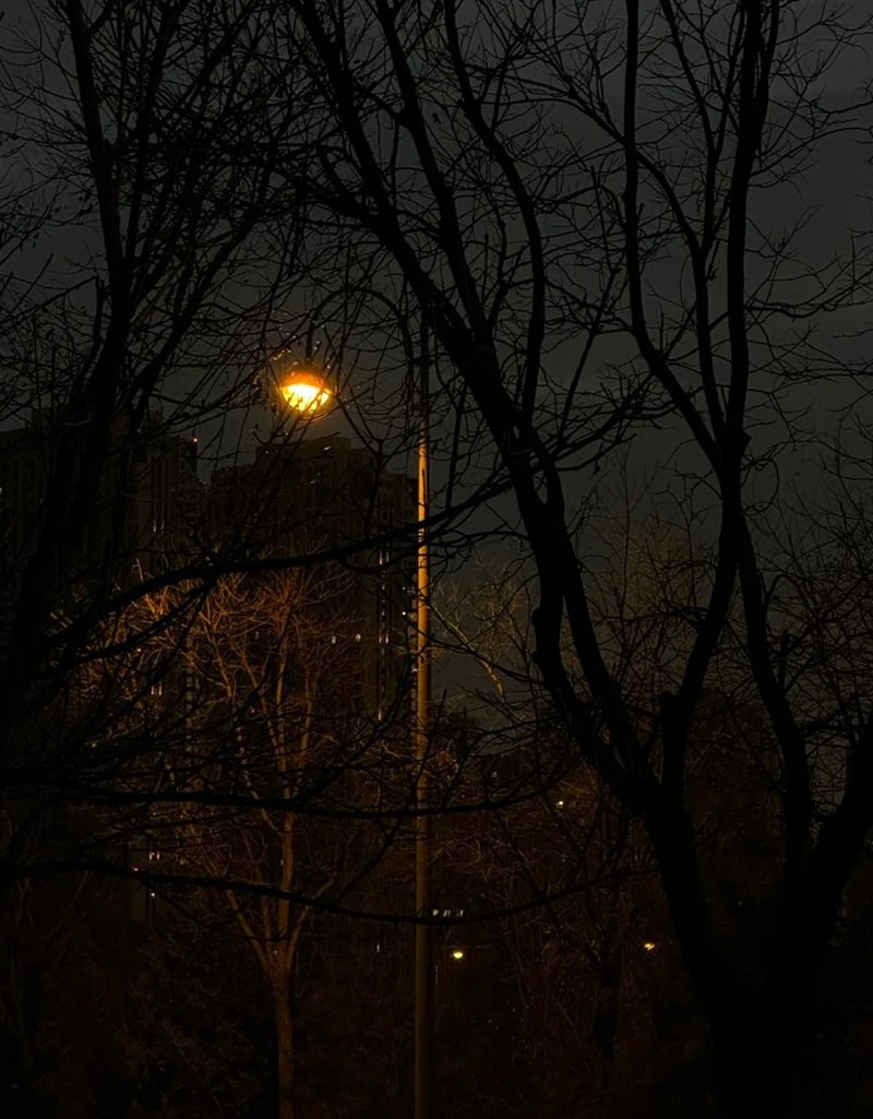 ảnh cây cối buồn 12