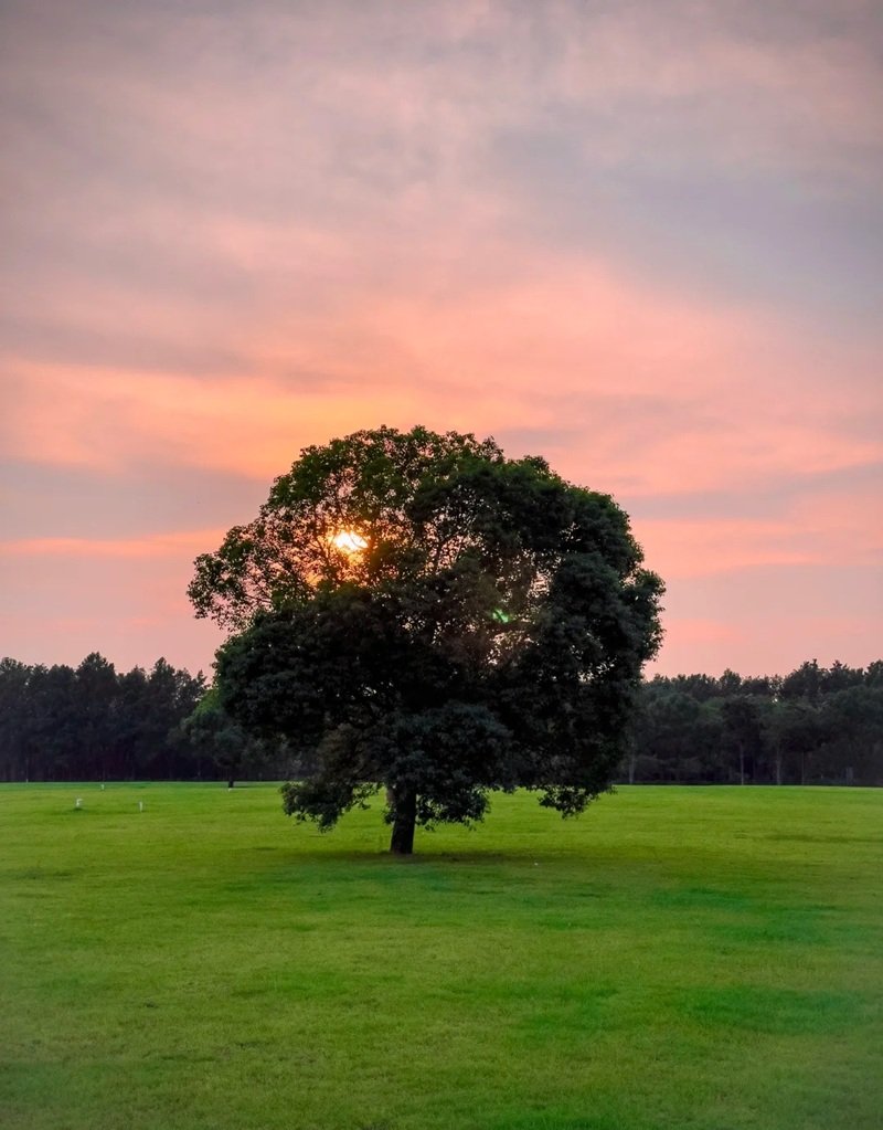 ảnh cây cối buồn 13