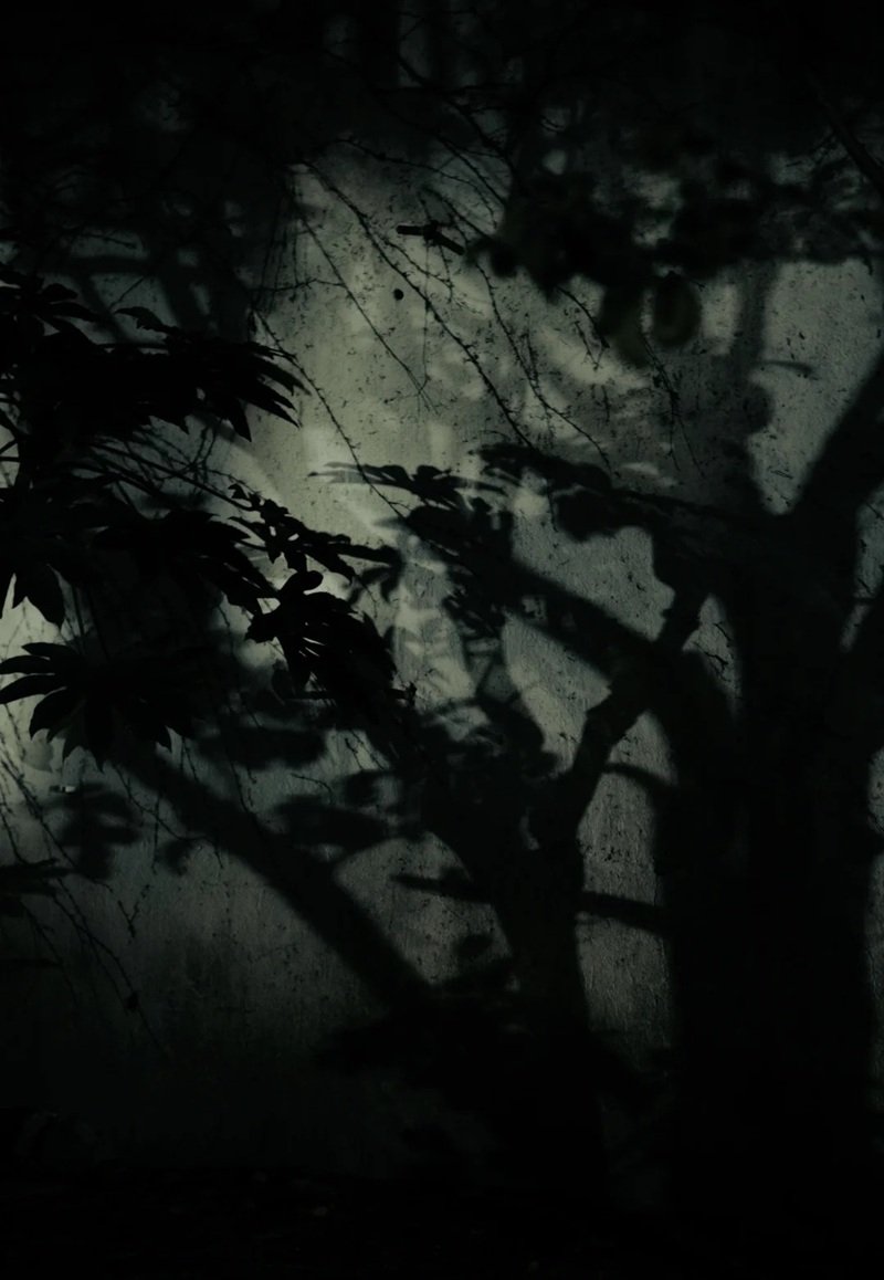 ảnh cây cối buồn 17