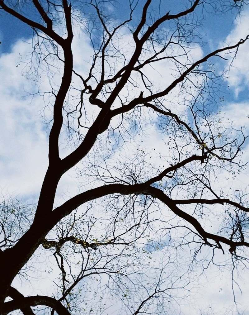 ảnh cây cối buồn 18