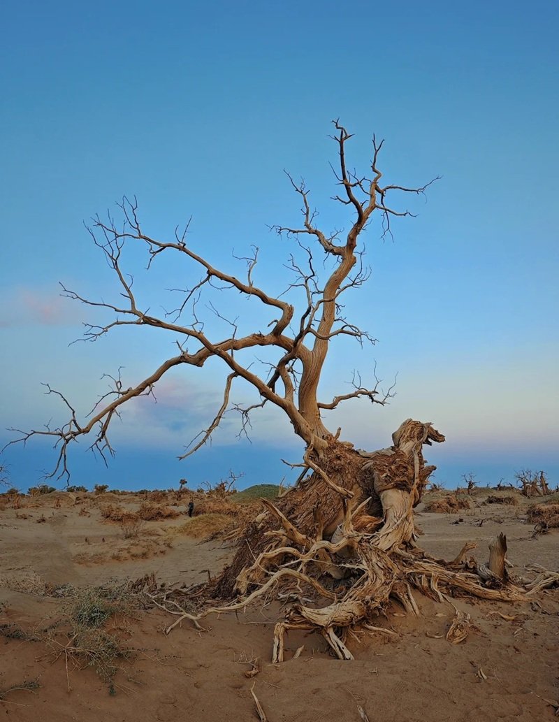 ảnh cây cối buồn 19