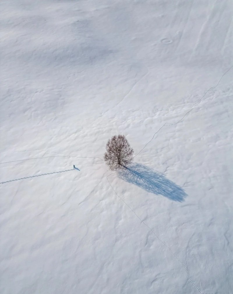 ảnh cây cối buồn 21