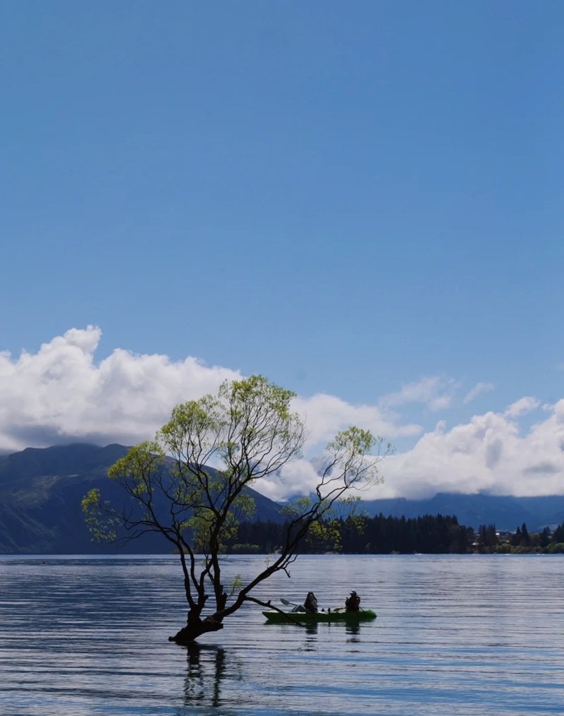 ảnh cây cối buồn 22