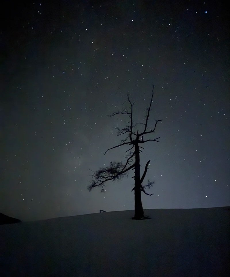 ảnh cây cối buồn 24