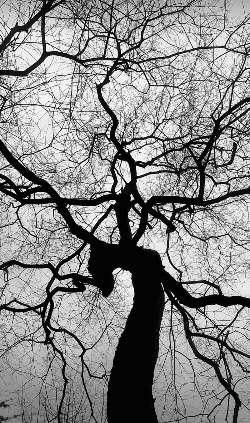 ảnh cây cối buồn 25