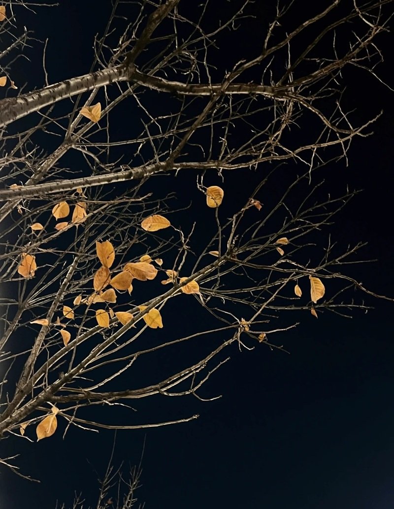 ảnh cây cối buồn 27