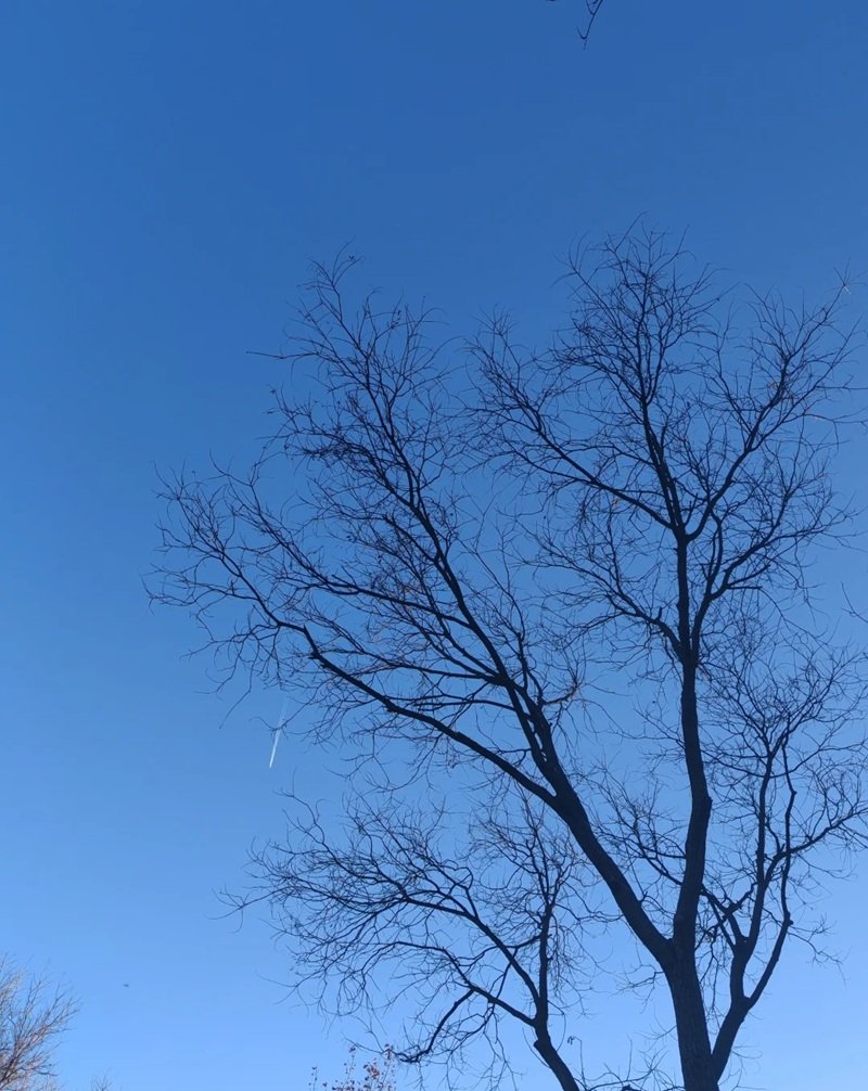 ảnh cây cối buồn 3