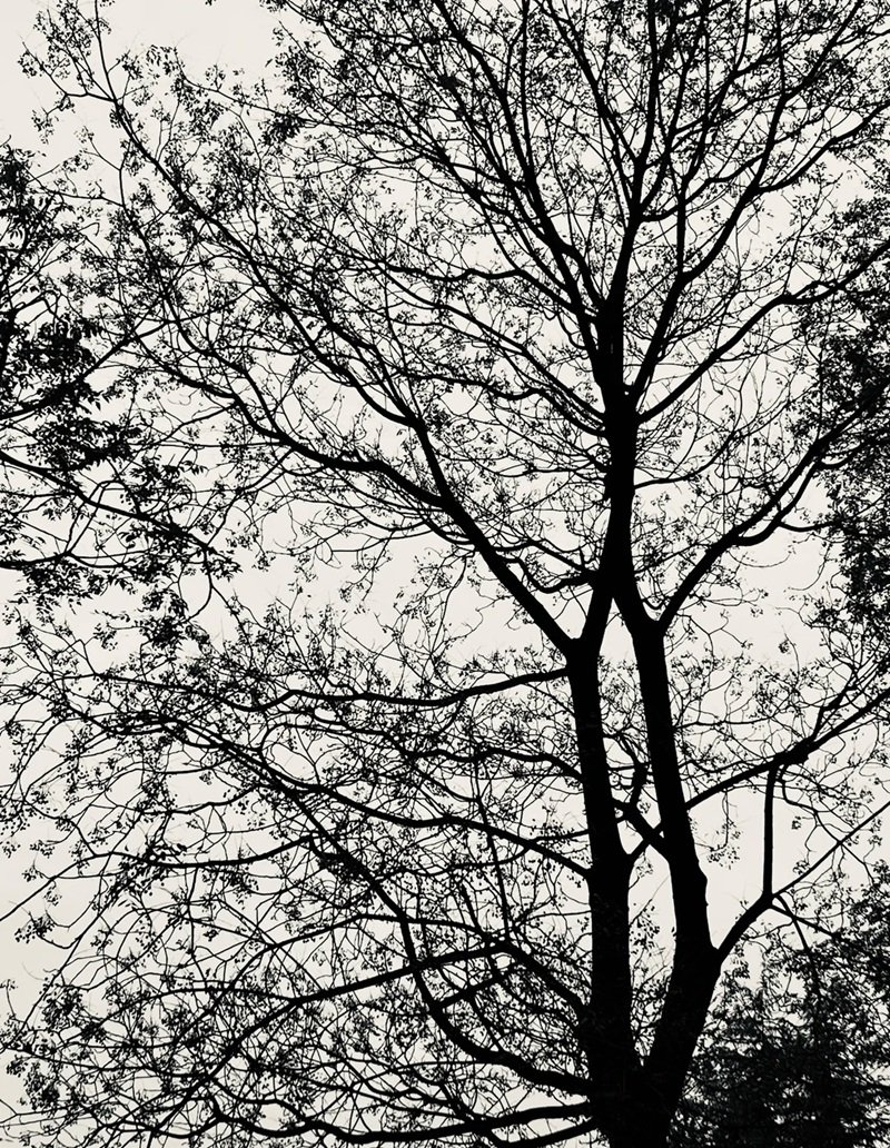 ảnh cây cối buồn 30