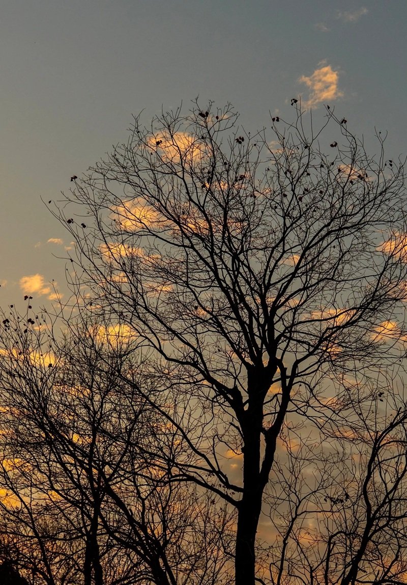 ảnh cây cối buồn 31