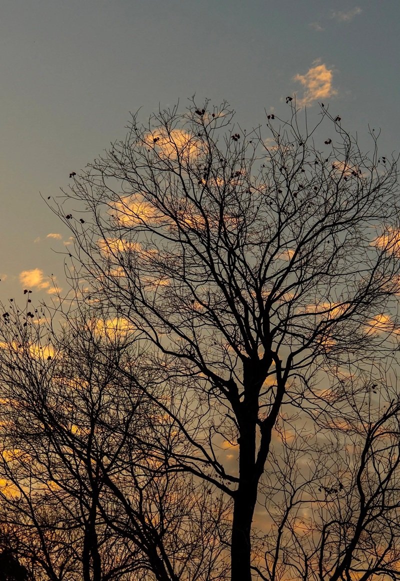 ảnh cây cối buồn 32