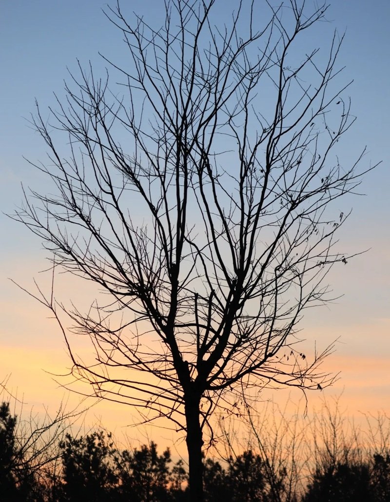 ảnh cây cối buồn 33