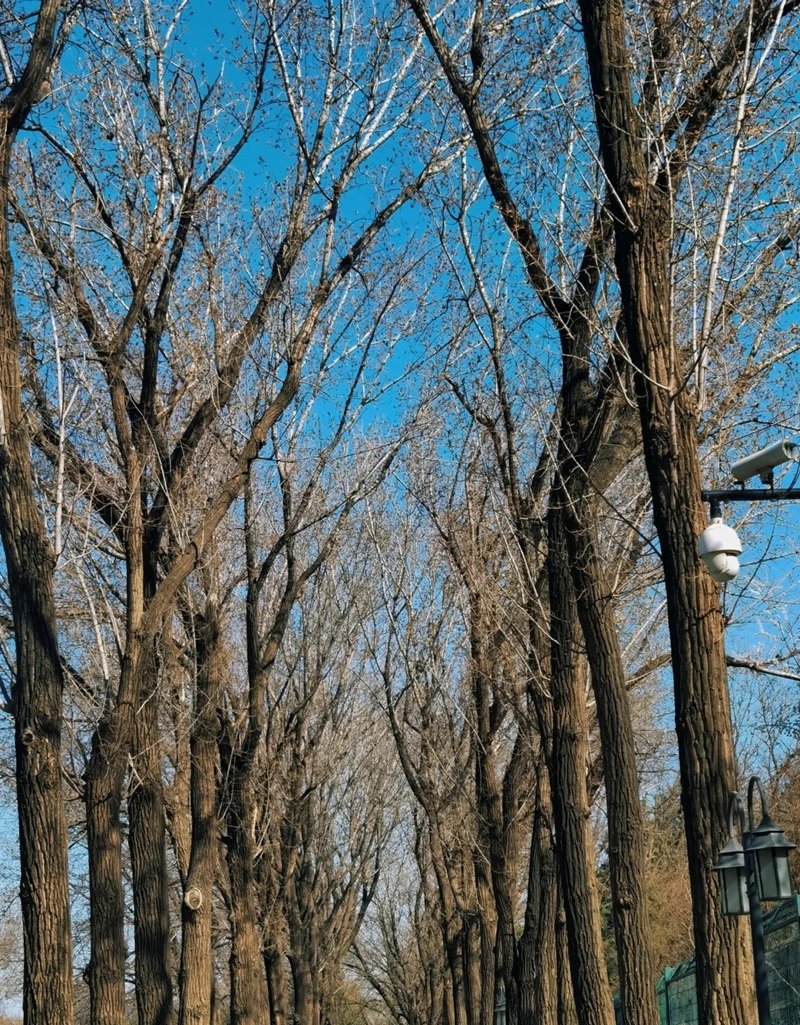 ảnh cây cối buồn 42