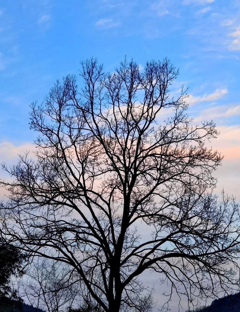 ảnh cây cối buồn 43