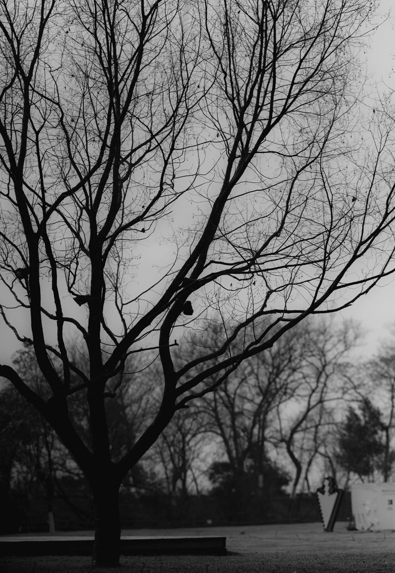 ảnh cây cối buồn 5