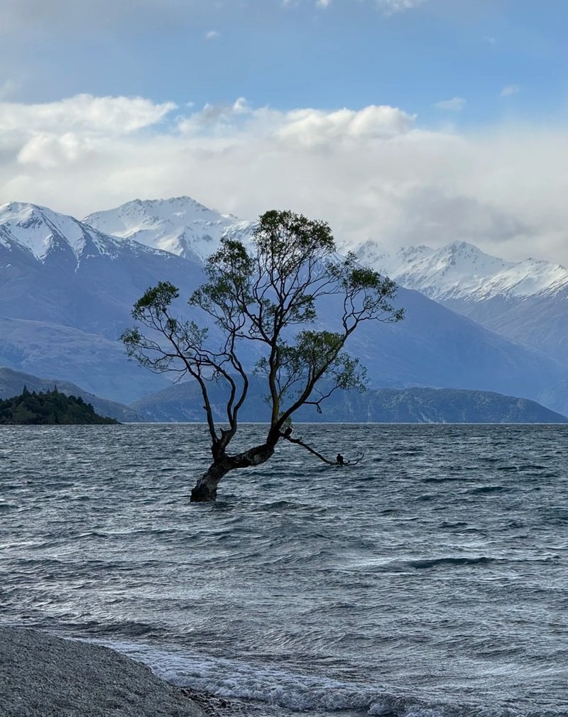 ảnh cây cối buồn 8