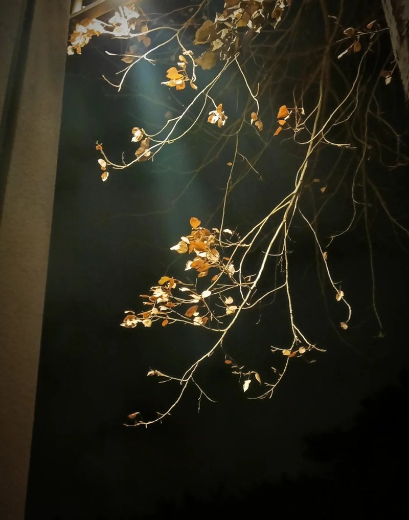 ảnh cây cối buồn 9