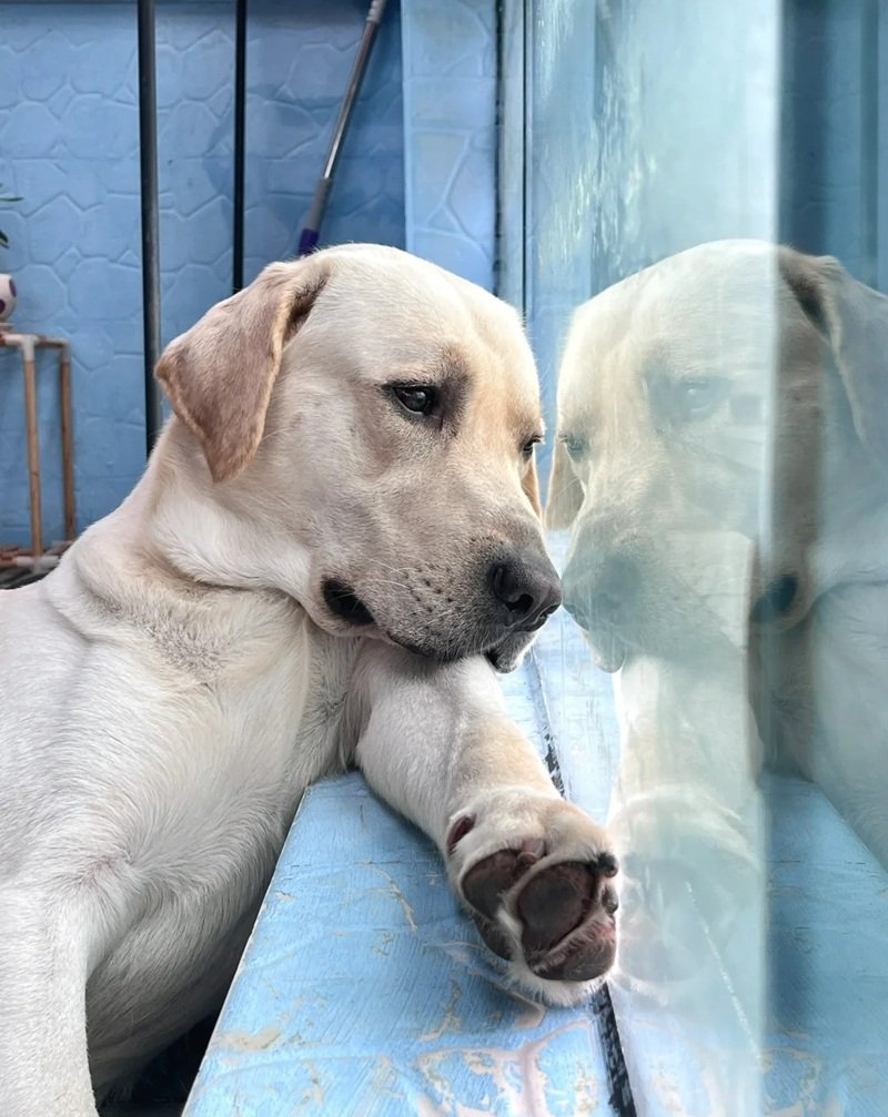 ảnh chó buồn 21