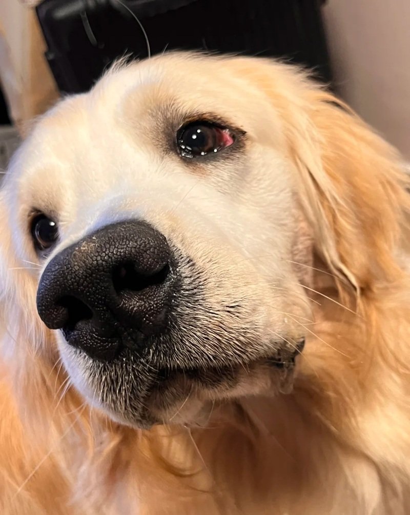 ảnh chó buồn 34