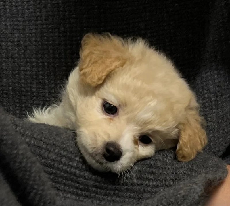 ảnh chó buồn 35