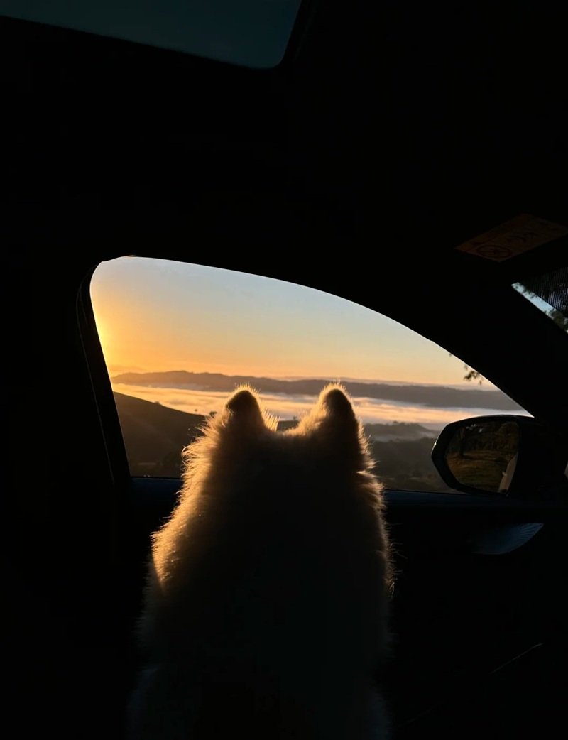 ảnh chó buồn 36