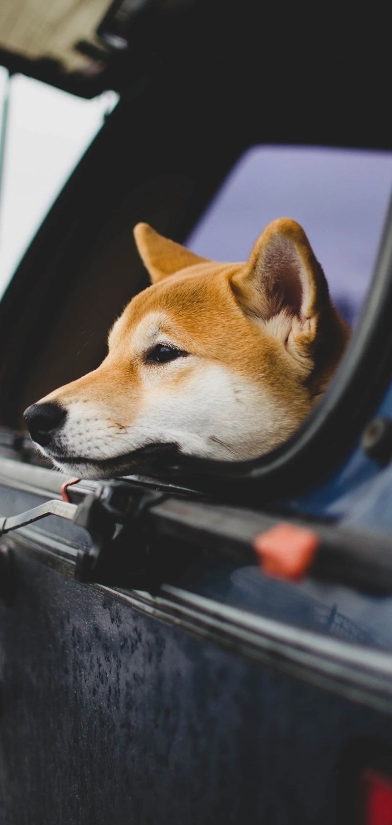 ảnh chó buồn 40