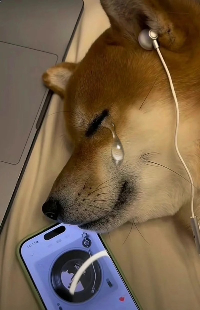 ảnh chó buồn 41