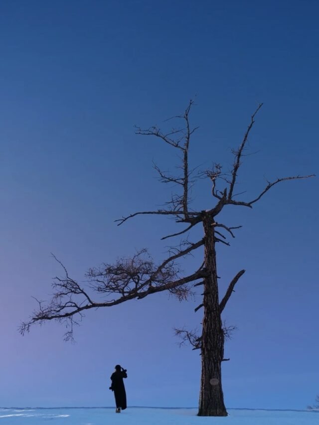 99+ ảnh cây cối buồn: Khi thiên nhiên cũng biết buồn