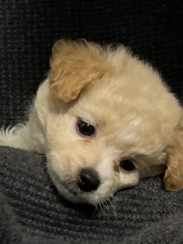 110+ Hình ảnh chó buồn nhìn mà thắt lòng