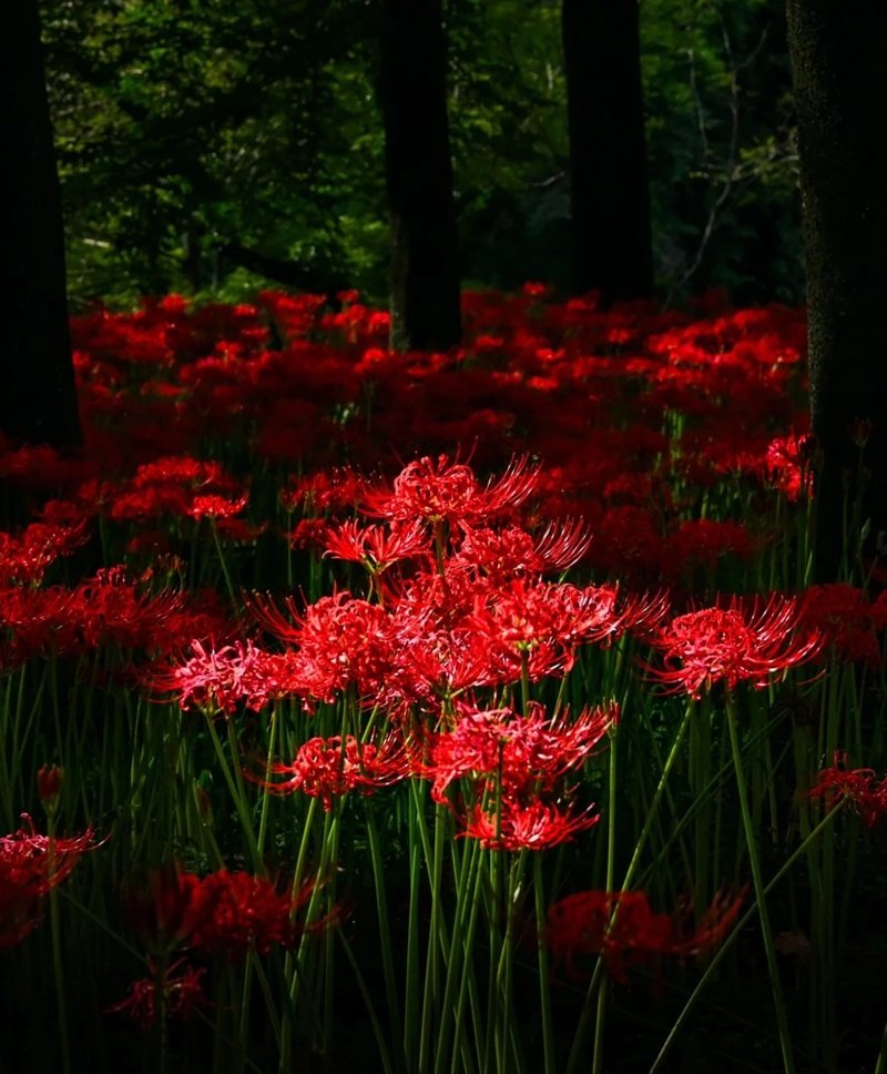 ảnh hoa bỉ ngạn buồn 12