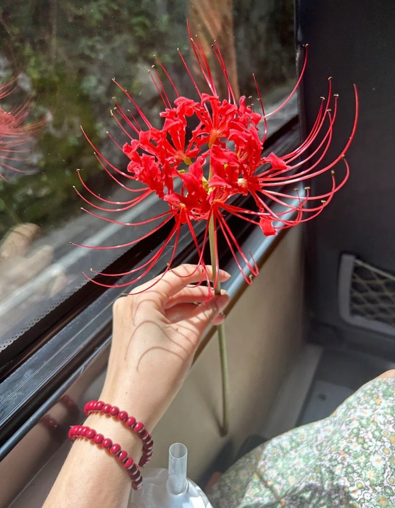 ảnh hoa bỉ ngạn buồn 15