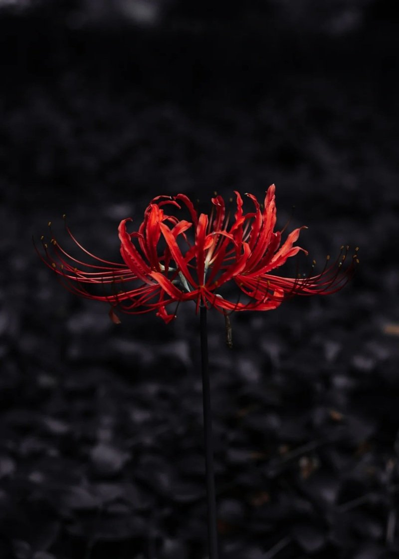 ảnh hoa bỉ ngạn buồn 28