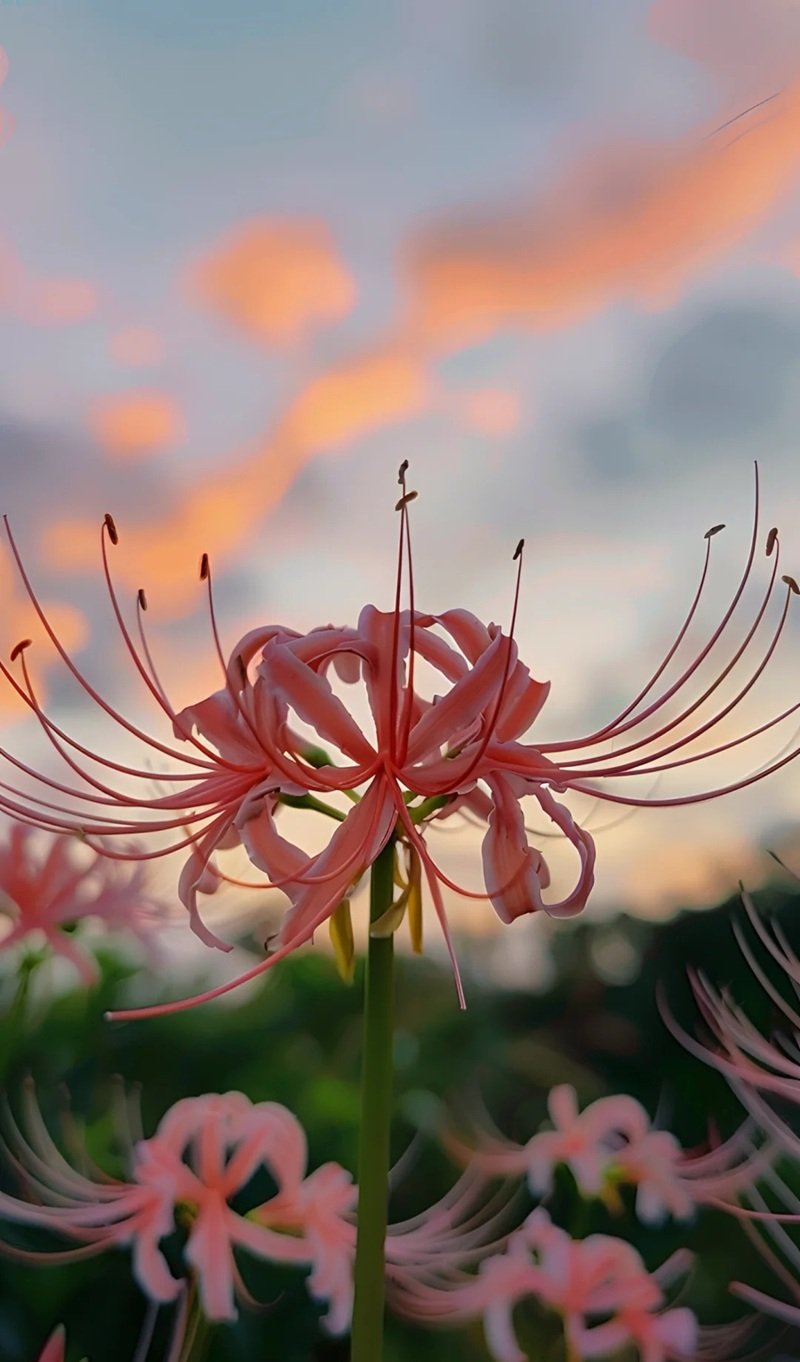 ảnh hoa bỉ ngạn buồn 40