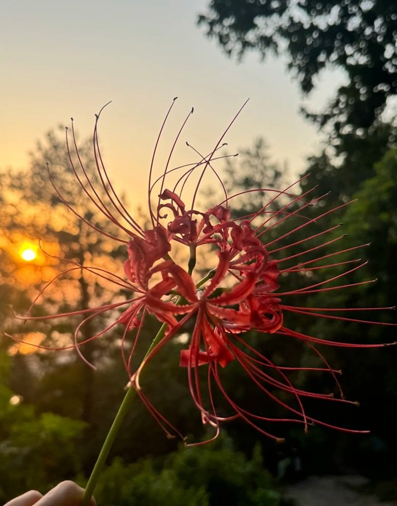 ảnh hoa bỉ ngạn buồn 8