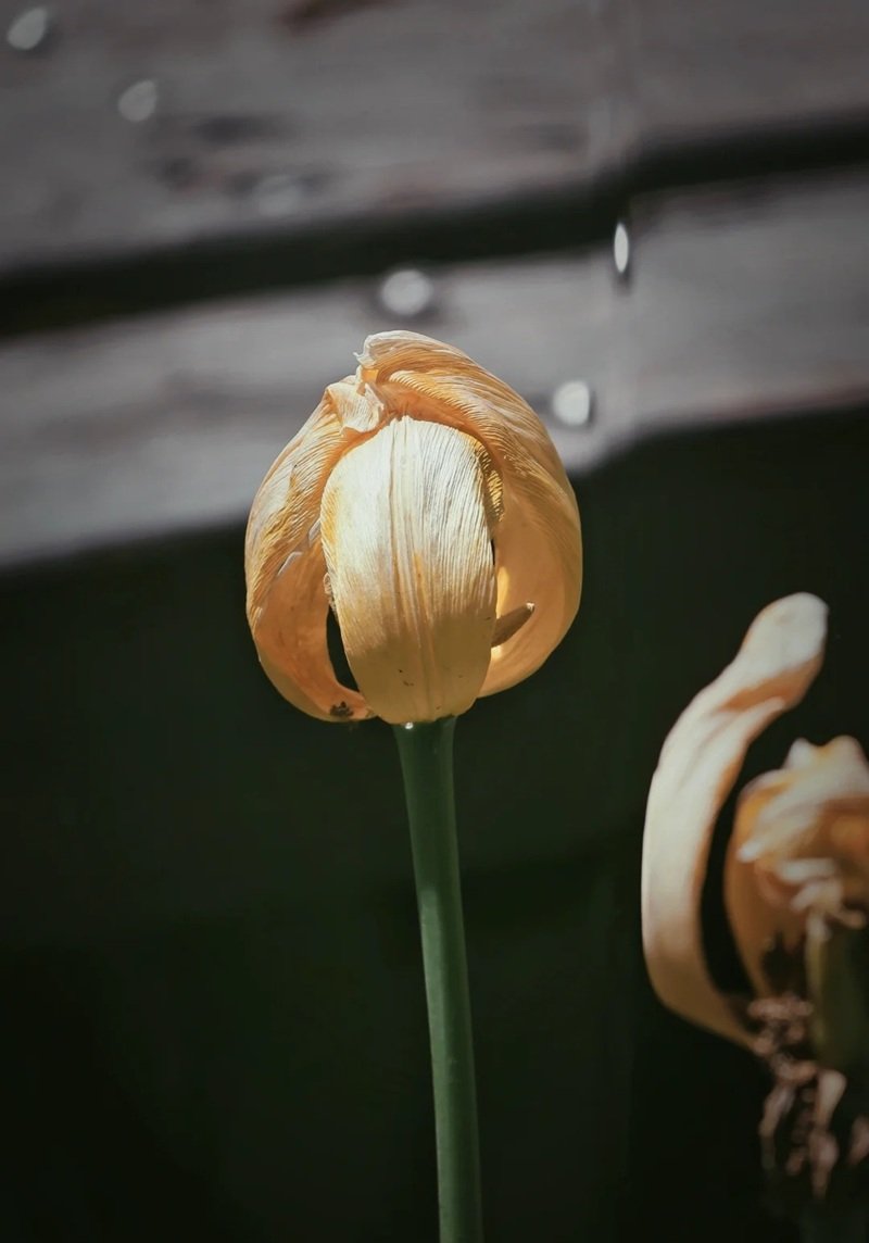 ảnh hoa tulip buồn 10