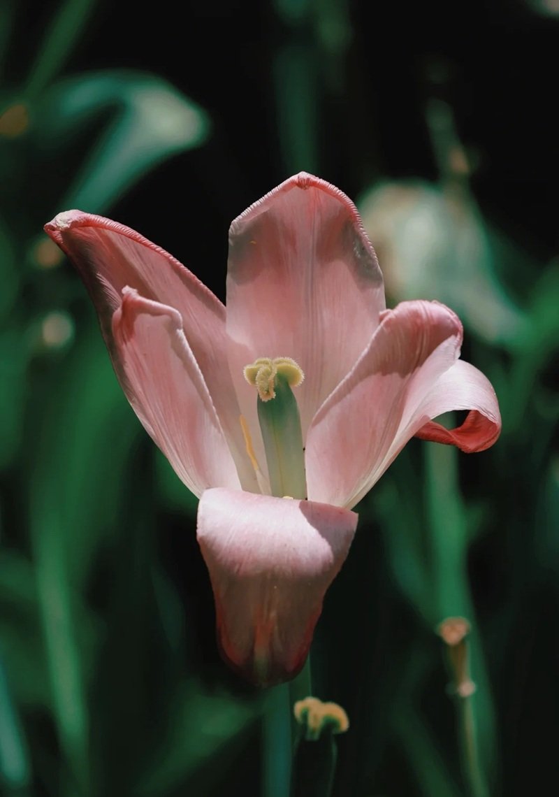 ảnh hoa tulip buồn 11