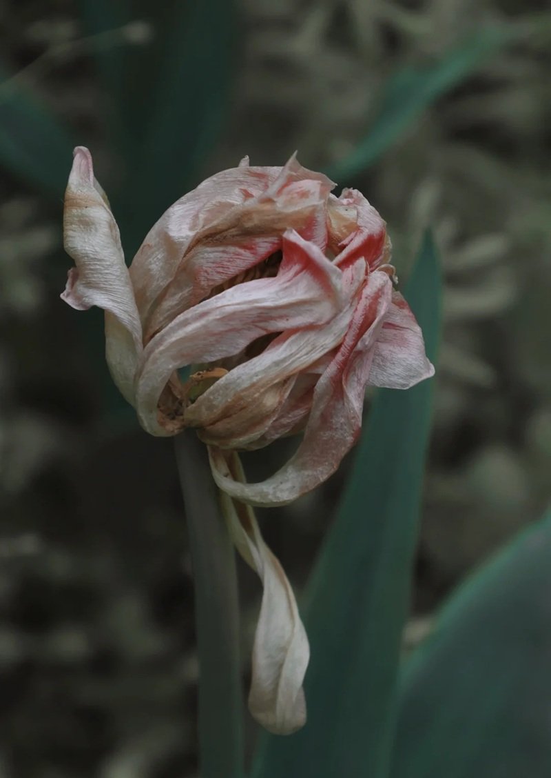 ảnh hoa tulip buồn 12