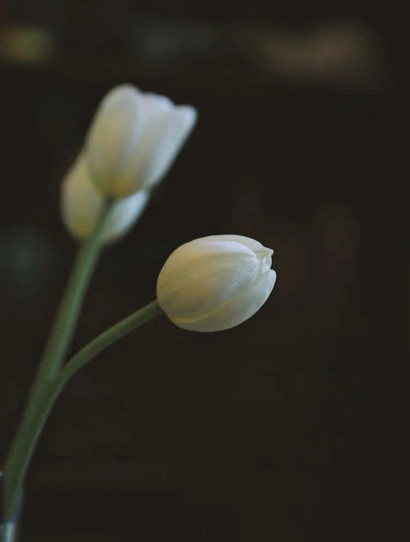 ảnh hoa tulip buồn 16