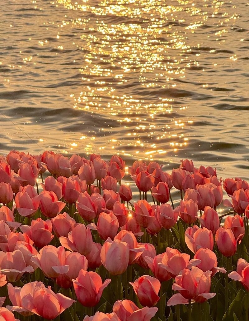 ảnh hoa tulip buồn 19