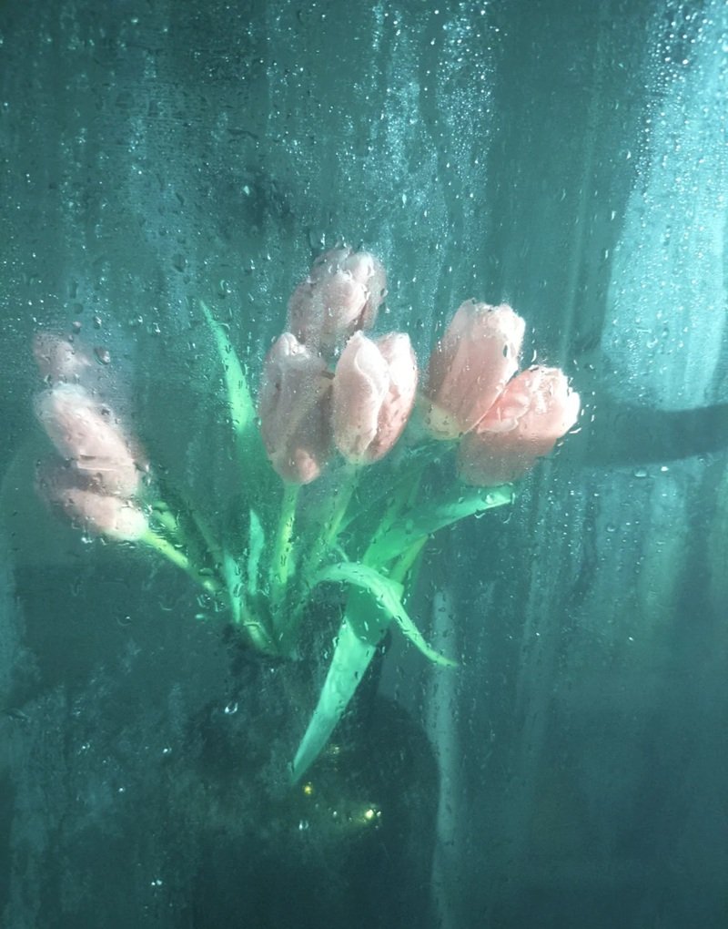 ảnh hoa tulip buồn 21