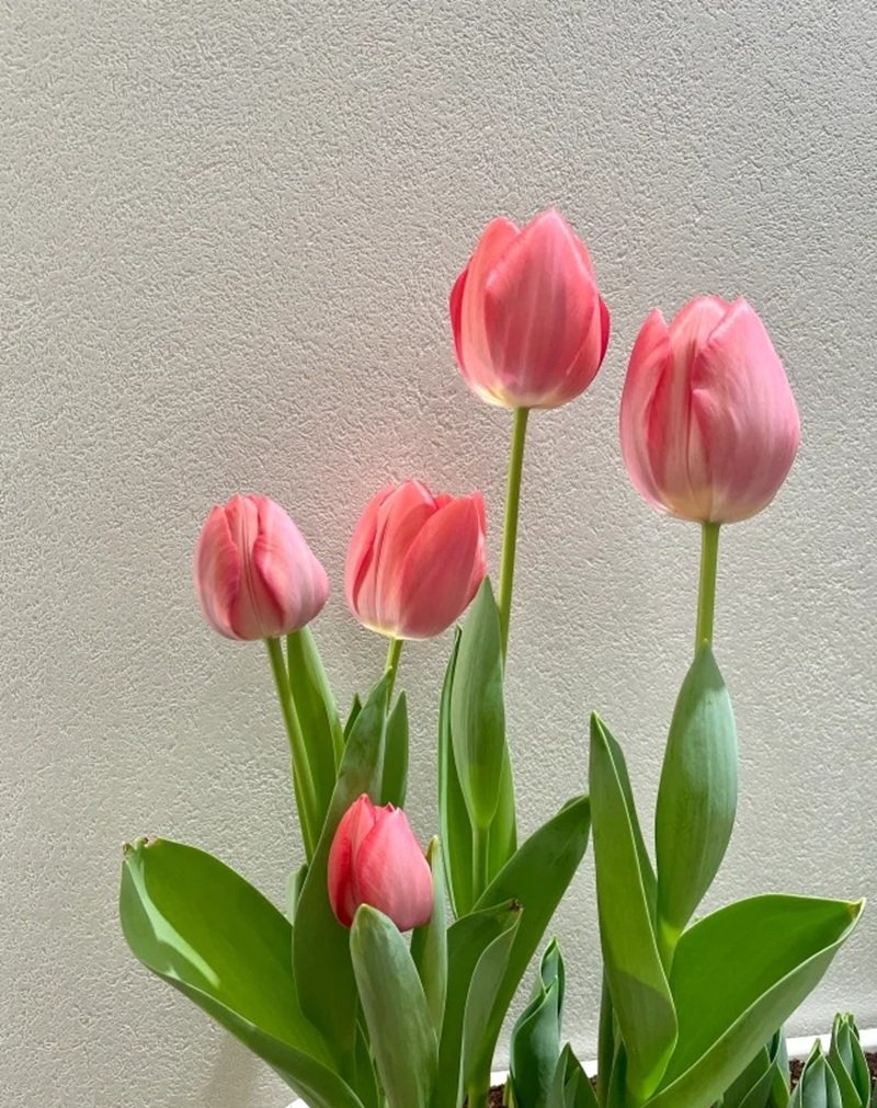 ảnh hoa tulip buồn 25