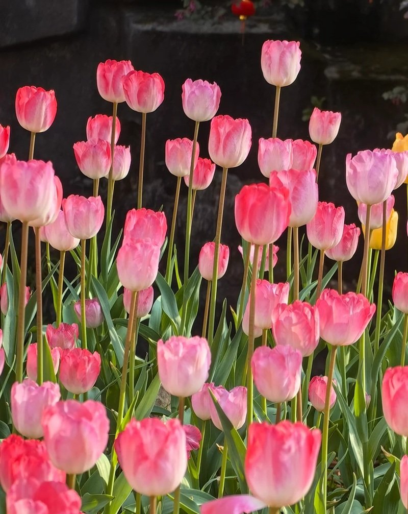 ảnh hoa tulip buồn 31