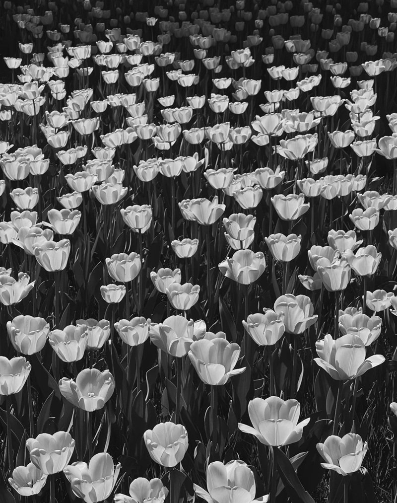 ảnh hoa tulip buồn 32