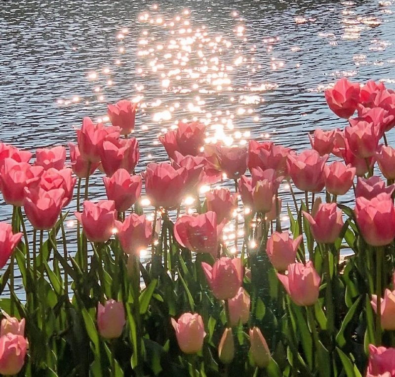 ảnh hoa tulip buồn 36