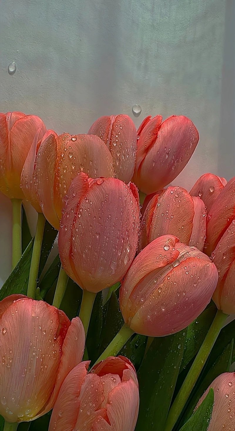 ảnh hoa tulip buồn 39
