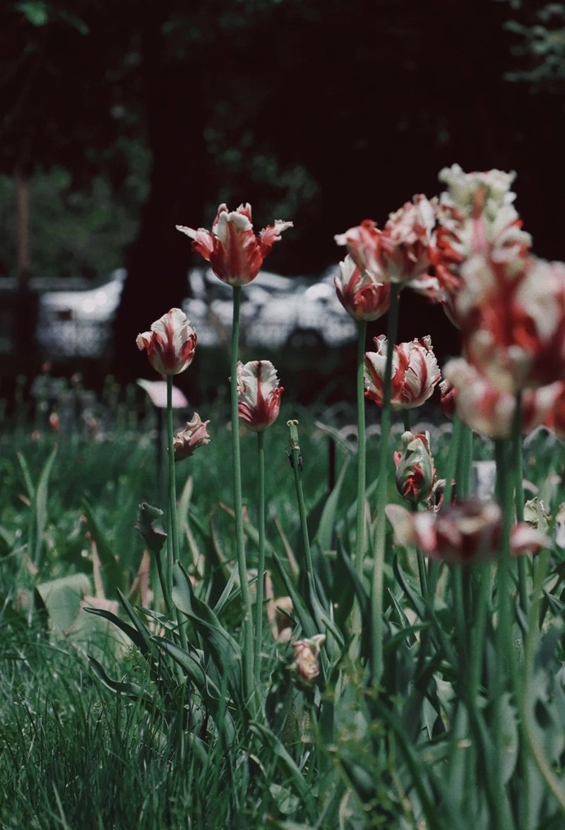 ảnh hoa tulip buồn 6