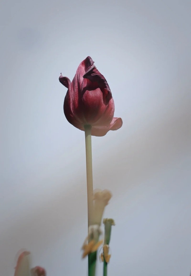 ảnh hoa tulip buồn 9