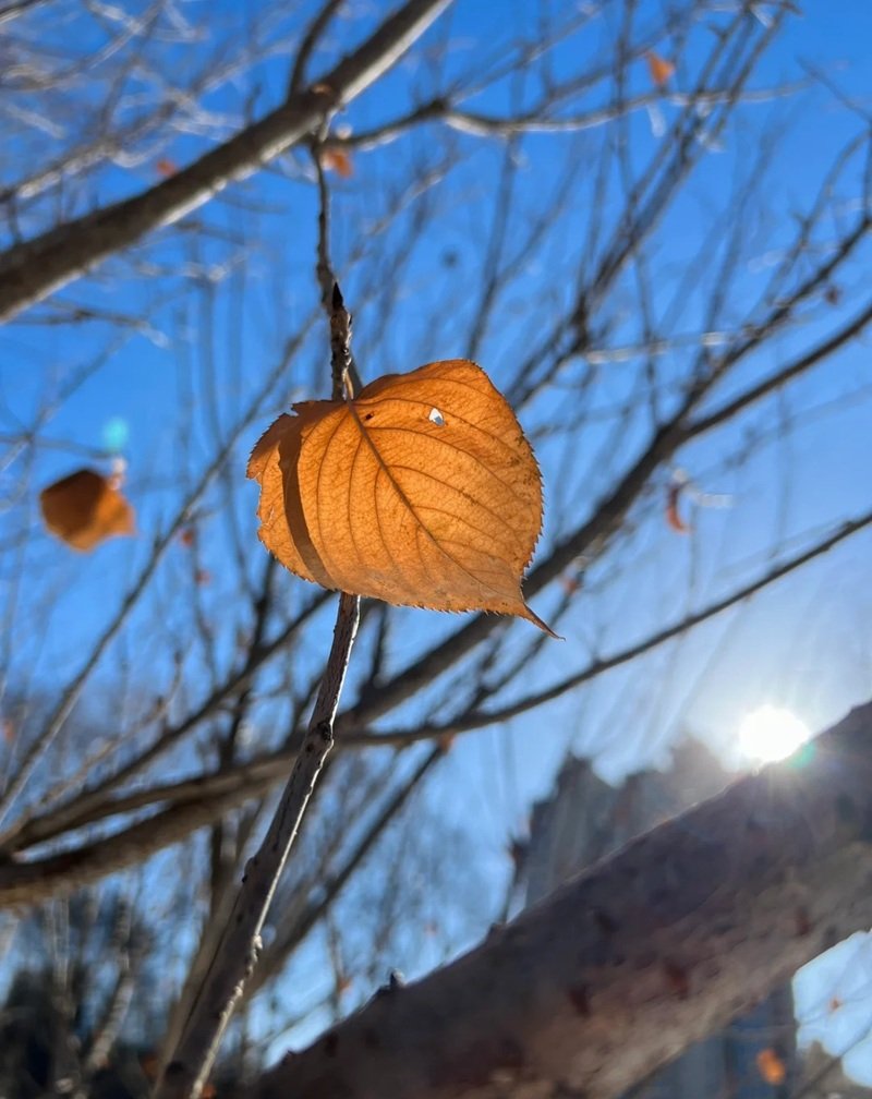 ảnh lá rụng buồn 10