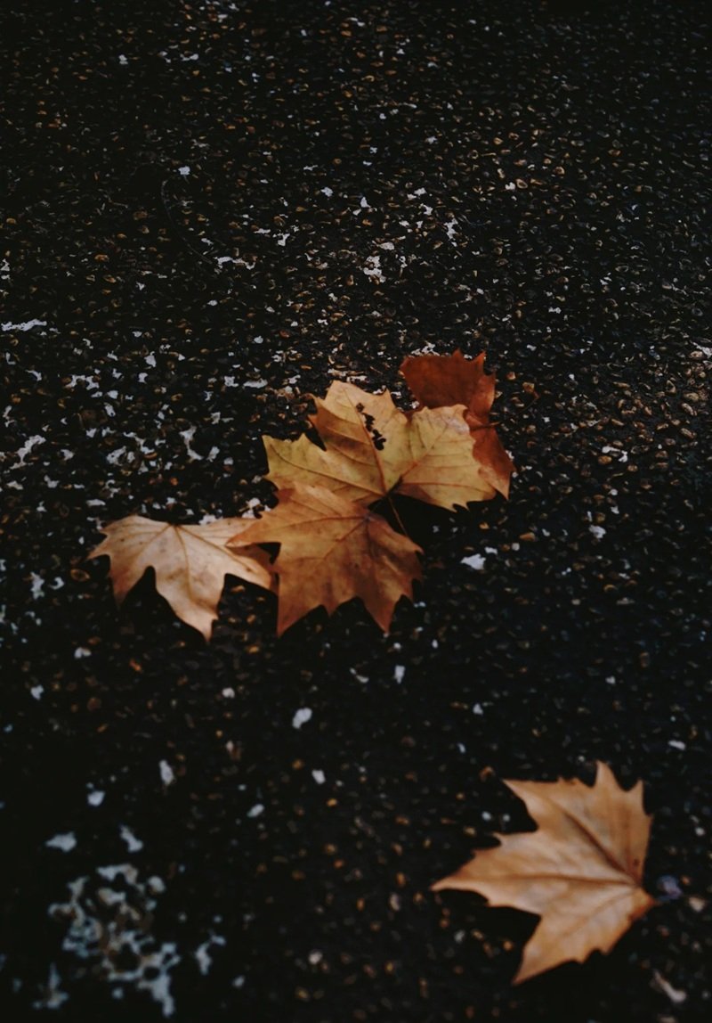 ảnh lá rụng buồn 11
