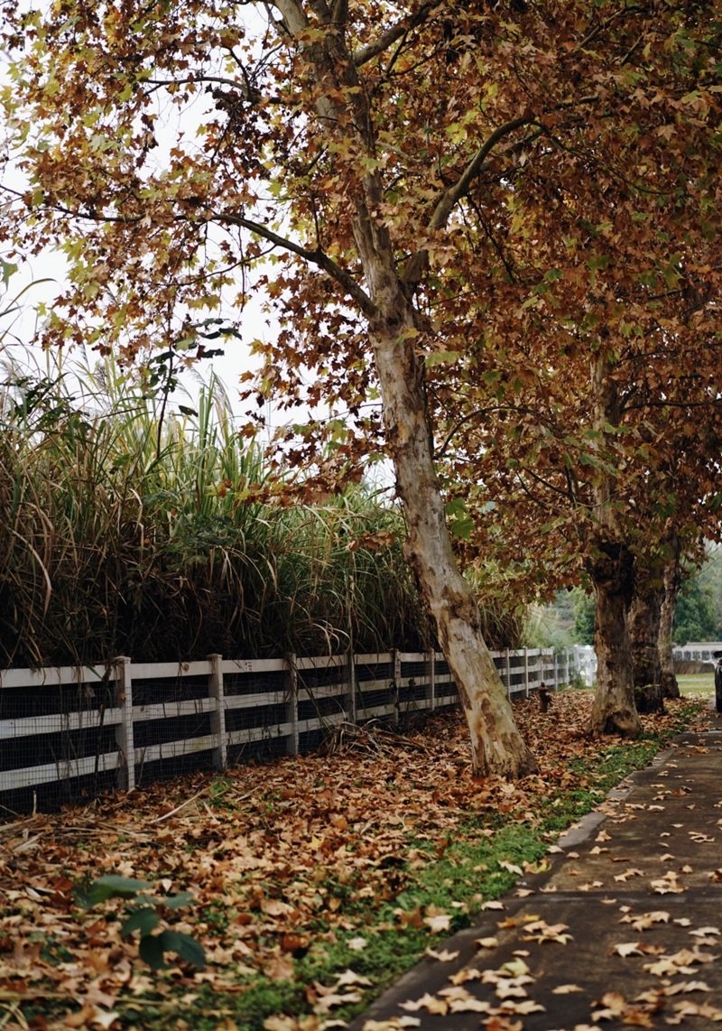 ảnh lá rụng buồn 12