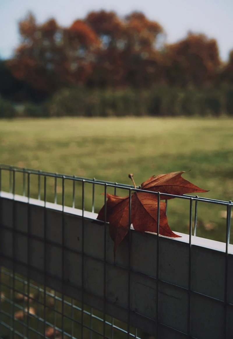 ảnh lá rụng buồn 13